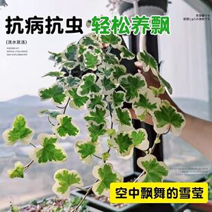 雪莹常春藤四季好养小盆栽室内外好养活客厅阳台吊兰绿植爬藤植物