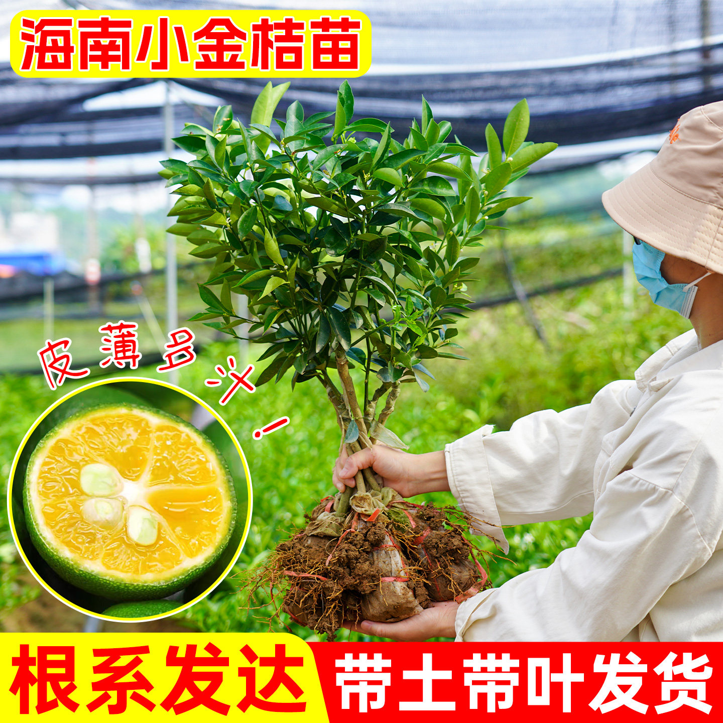海南小金桔树苗嫁接高产带土带叶图片