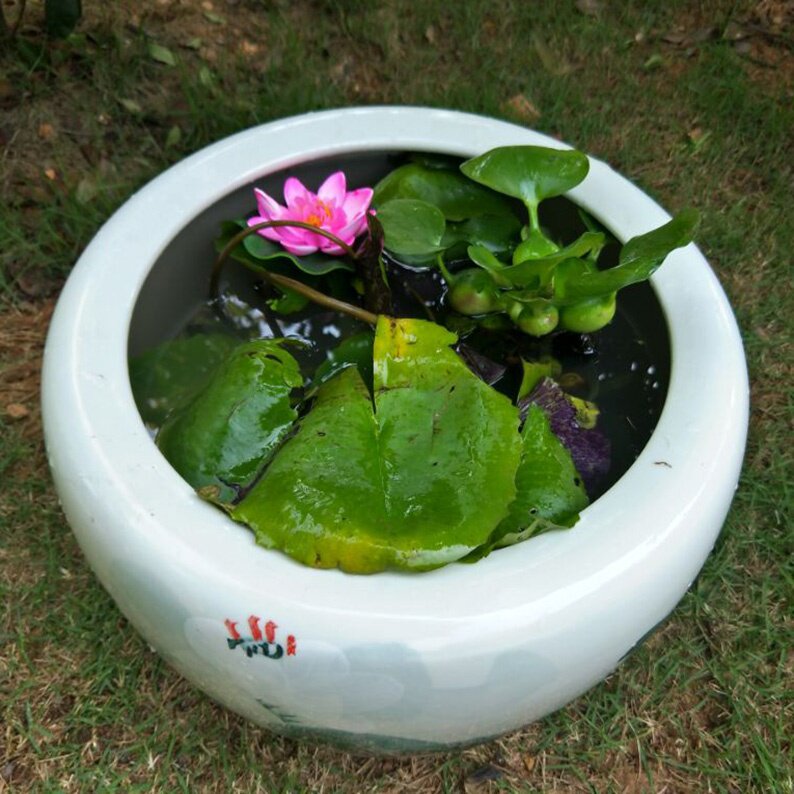 锦鲤金鱼缸别墅庭院荷花缸 睡莲缸家居客厅招财风水缸摆件