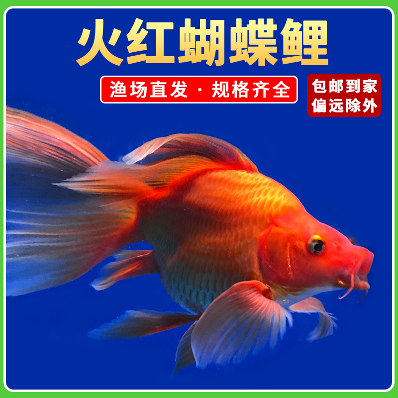 火红蝴蝶鲤冷水鱼球体锦鲤红色贵妃龙凤蝴蝶大鳍长尾观赏鱼苗活体