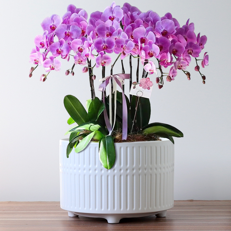 带脚陶瓷花盆有孔透气