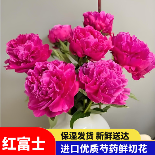 现货发顺丰 红富士 重瓣芍药鲜花