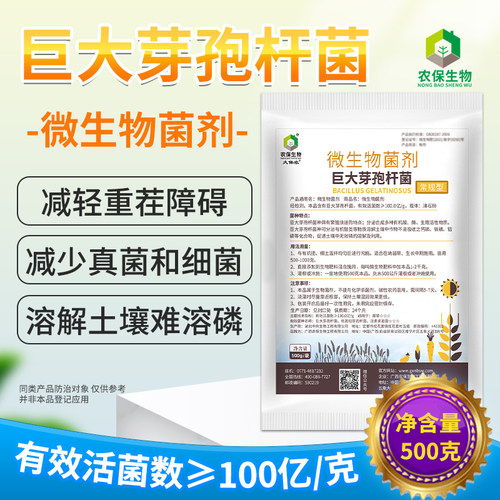 巨大芽孢杆菌改良土壤磷钾种植