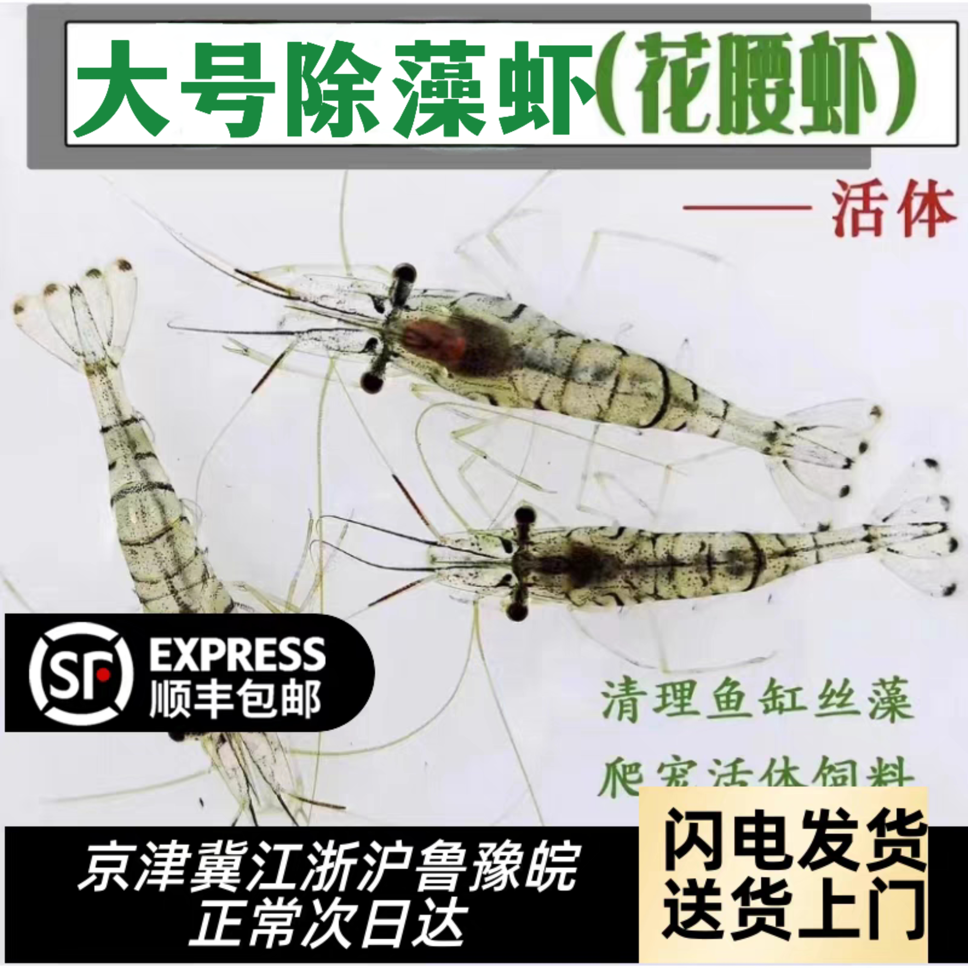 大号黑壳虾除藻观赏虾鱼缸里放的冷水淡水虾小鱼小虾工具虾清洁虾