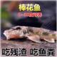 棒花鱼原生冷水鱼缸清洁鱼吃粪便龟缸清洁鱼除藻鱼似鮈鱼翻沙溪流