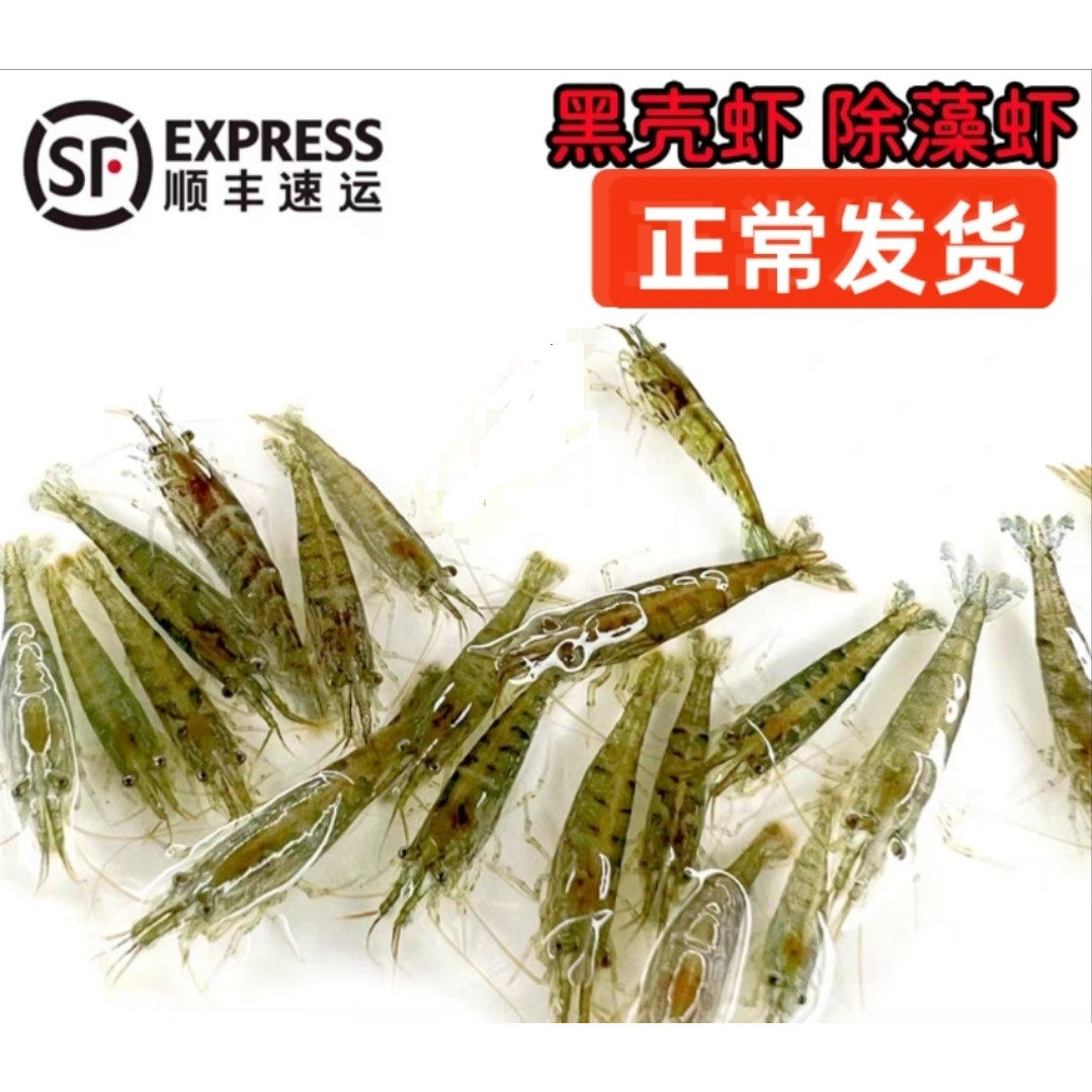 大号黑壳虾除藻观赏虾鱼缸里放的冷水淡水虾小鱼小虾工具虾清洁虾