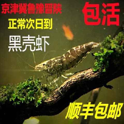 黑壳虾除藻淡水活体大型工具清洁