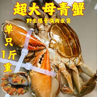 超大纯野生青蟹鲜活特大红鲟羔膏蟹螃蟹黄油蟹母蟹1只9两～1只1斤