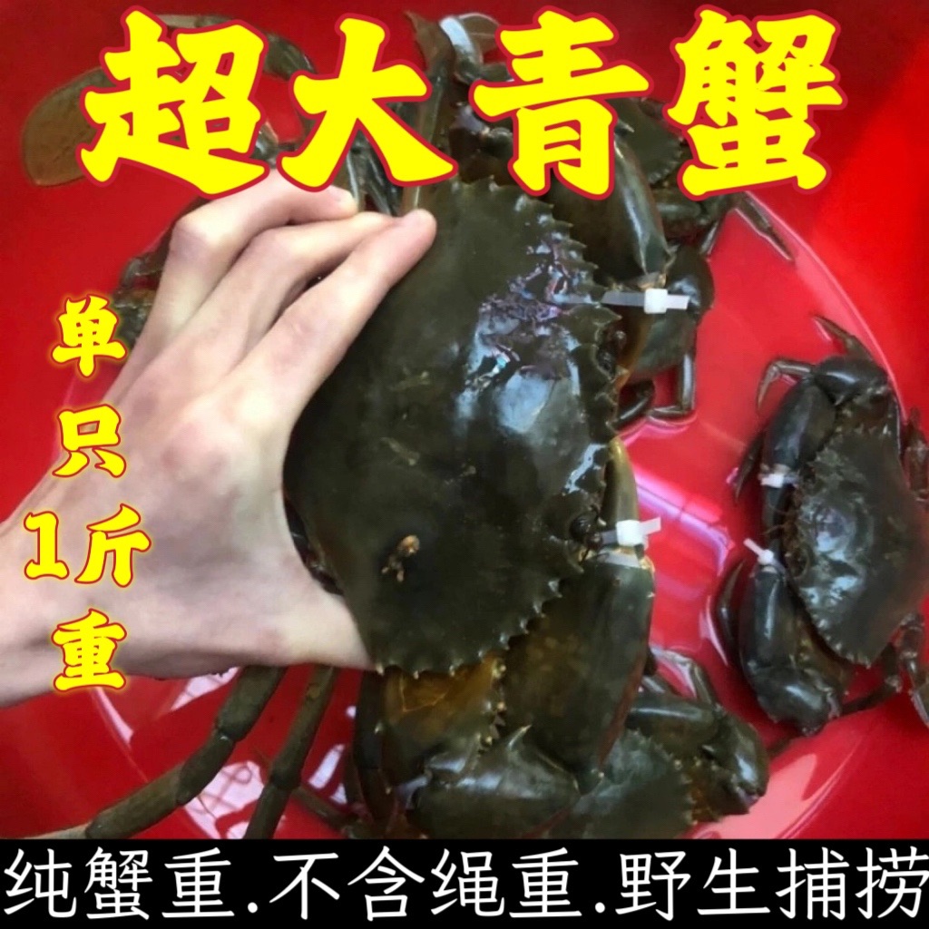 青蟹野生超大一只1斤大公蟹肉蟹海鲜大螃蟹特大鲜活水产青蟹