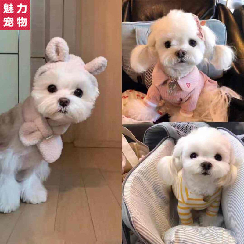 马尔济斯犬纯种双血统证书马尔济斯幼犬茶杯犬玛尔济斯活体宠物狗