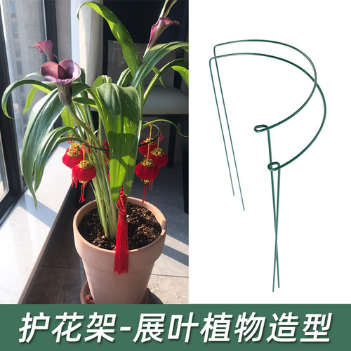 室内花卉蟹爪兰价格 室内花卉蟹爪兰图片 星期三