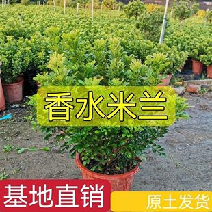 带花苞香水米兰花盆栽花卉植物四季开花浓香好养老桩盆景驱蚊绿植