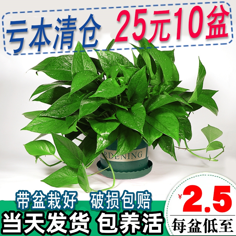 木之逸长藤绿萝盆栽植物室内垂吊大绿箩花卉水培绿植新房吸甲醛-封面