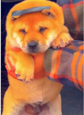 纯种中华田园犬广西土猎狗柴犬大头虎斑犬五黑狗幼犬宠物狗狗活体