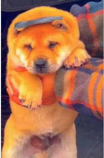 纯种中华田园犬广西土猎狗柴犬大头虎斑犬五黑狗幼犬宠物狗狗活体