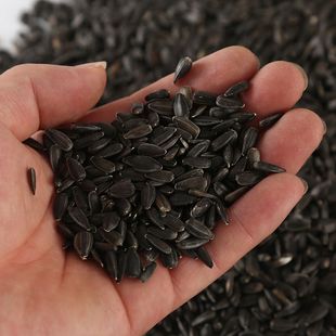 新上生油葵小瓜子黑葵花籽信鸽料粮鸽子饲料鹦鹉黑珍珠鸟粮