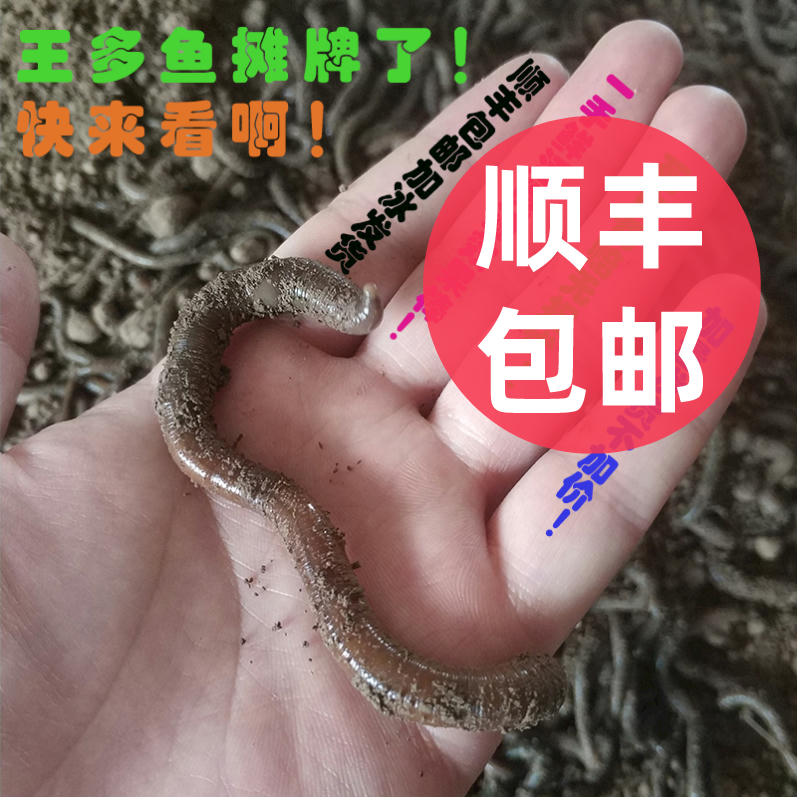 垂钓鲜活黄鳝臭蚯蚓青黑鱼饵