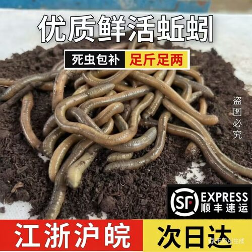 黄鳝垂钓活体臭蚯蚓下笼子