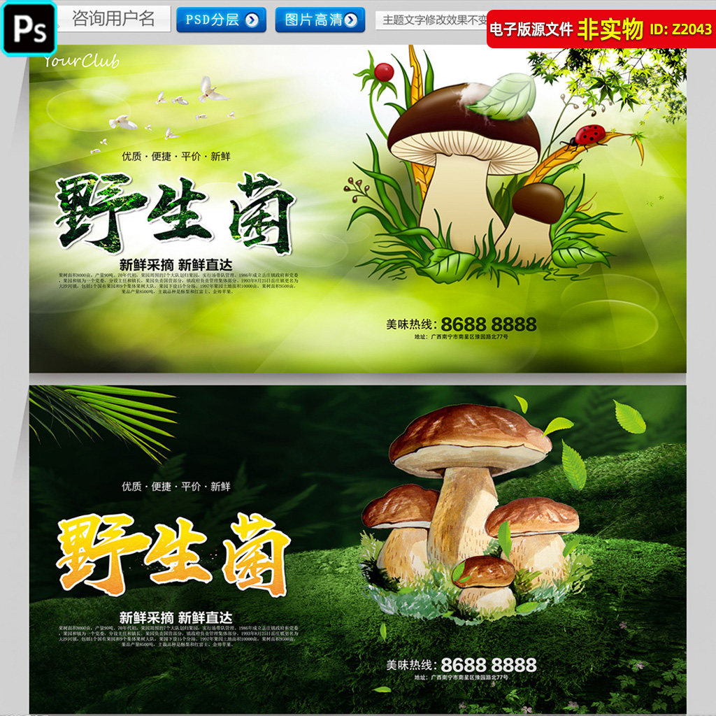 野生菌海报展板蘑菇灯箱干香菇包装礼盒插画蘑菇画册封面广告素材