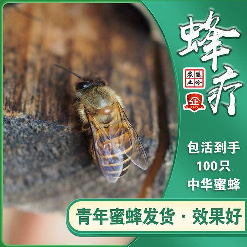 蜂疗蜂蛰家庭使用蜜蜂包活到手