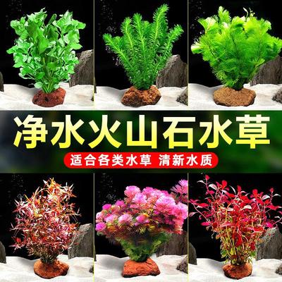 养不死的绿菊水草带根孔雀鱼专