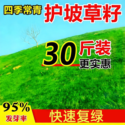 四季常青护坡固土耐寒耐旱边坡绿化草坪草籽免修剪黑麦草高羊茅籽