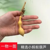 精品天然蚂蚁葫芦一物一图蚂蚁肚小葫芦带龙头手捻文玩葫芦手把件