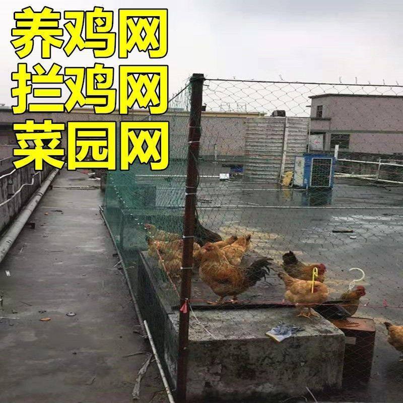 鸡网养鸡网养殖网围鸡网进口养鸡围栏网护栏隔离栏拦网养鸡加粗