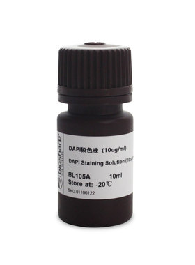 白鲨Biosharp BL105A BL105B DAPI染色试剂(即用型) 浓度10μg/mL