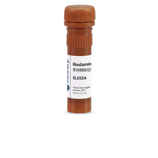白鲨 Biosharp BL055A 罗丹明标记山羊抗兔IgG(H+L)