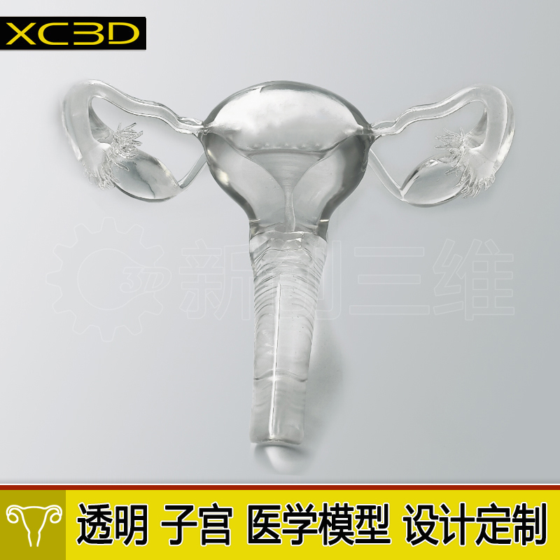 3D打印医疗透明子宫宫卵巢医学教学教具心脏肺部胃部肝脏肾脏定制