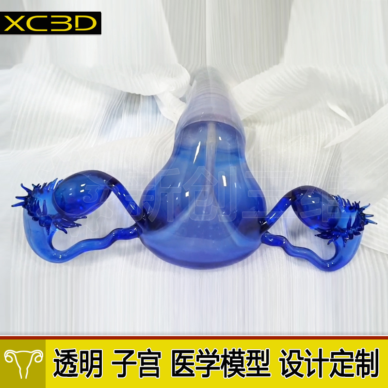 3D打印医疗透明子宫宫卵巢医学教学教具心脏肺部胃部肝脏肾脏定制