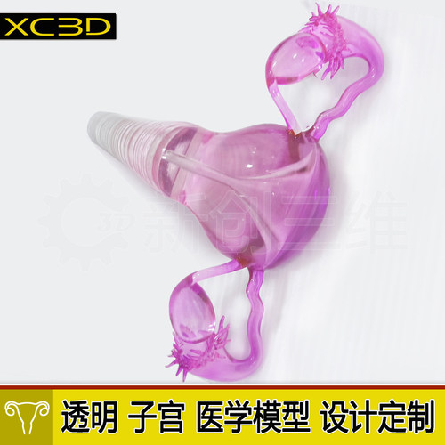 3D打印透明子宫卵巢医学模型定制