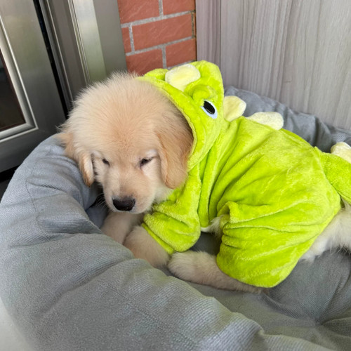 狗狗衣服秋冬季保暖加绒小恐龙