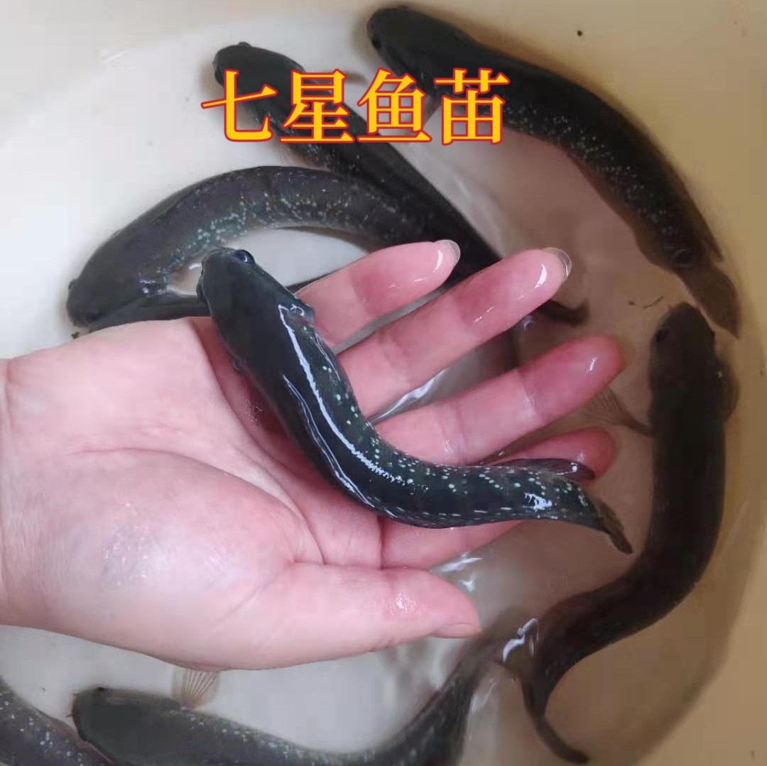 雷龙观赏鱼七星鱼淡水鱼苗