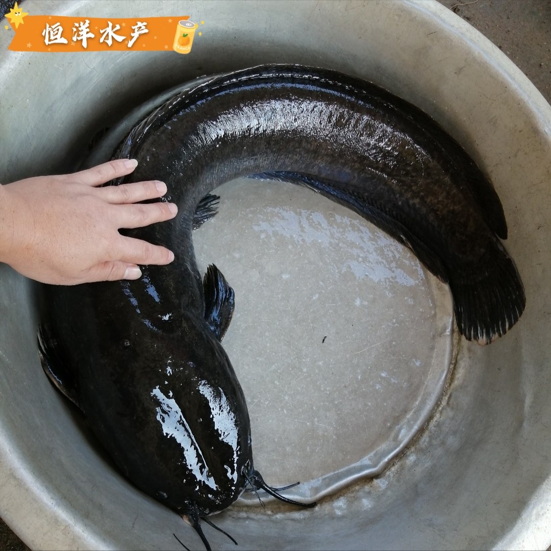 埃及塘鲺鱼大规格埃及鱼苗大种塘虱苗八须鲶鱼苗革胡子鲶淡水鱼苗