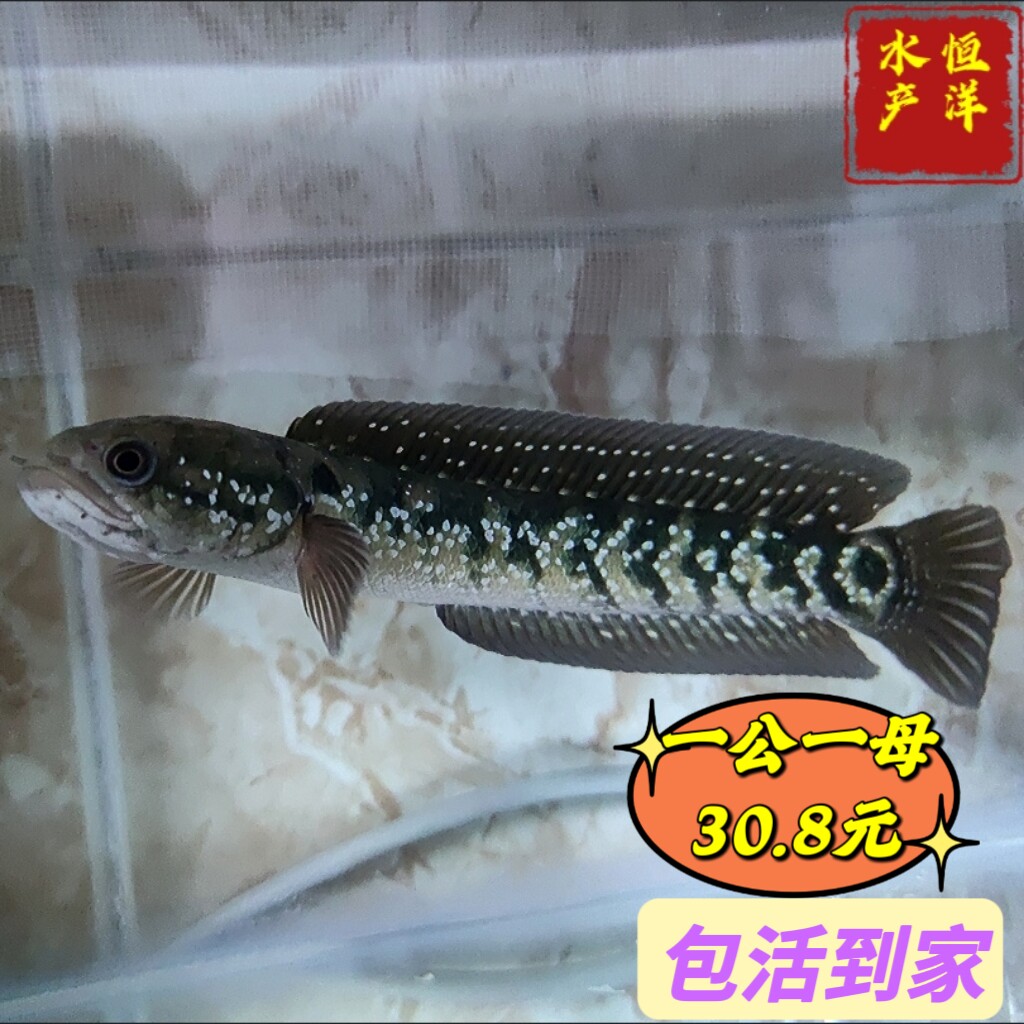大规格七星鱼苗雷龙鱼孤呆鱼淡水