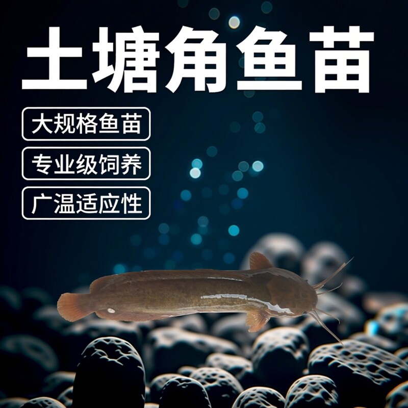 土塘角鱼苗本地塘鲺鱼大规格土塘虱苗本地胡子鲶鱼苗淡水鱼苗活体