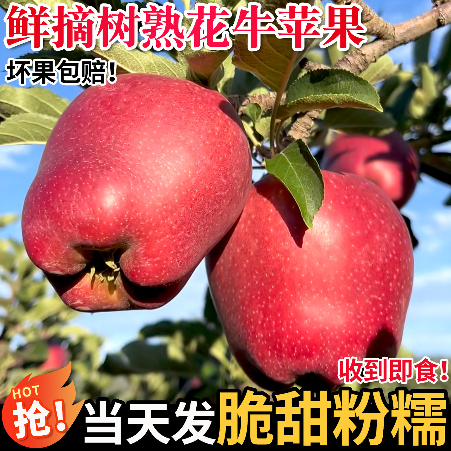 正宗甘肃天水花牛苹果新鲜水果糯