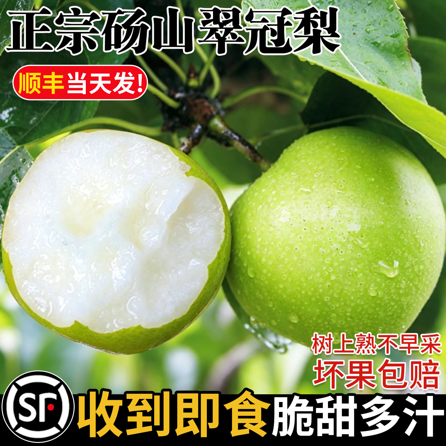 顺丰砀山翠冠梨当季现摘产地直发