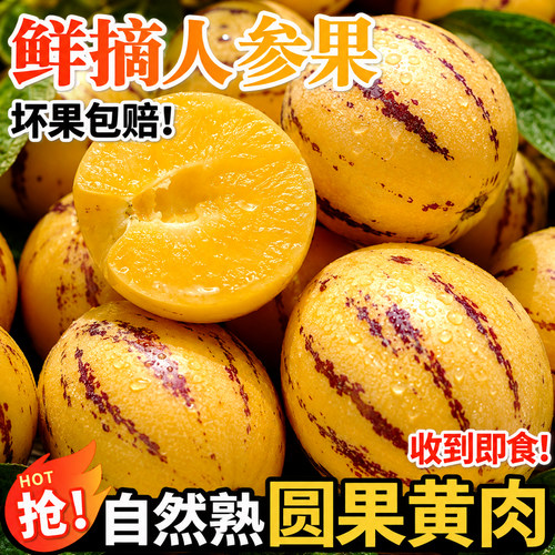 正宗云南石林人参果树上熟特大果