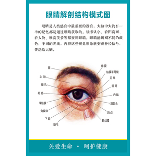 医院五官科眼睛解剖结构模式分析图墙贴纸 眼球解剖图剖面图 海报