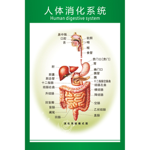 医院人体系统消化系统图肌肉海报神经呼吸系统血管脊柱图骨骼挂图