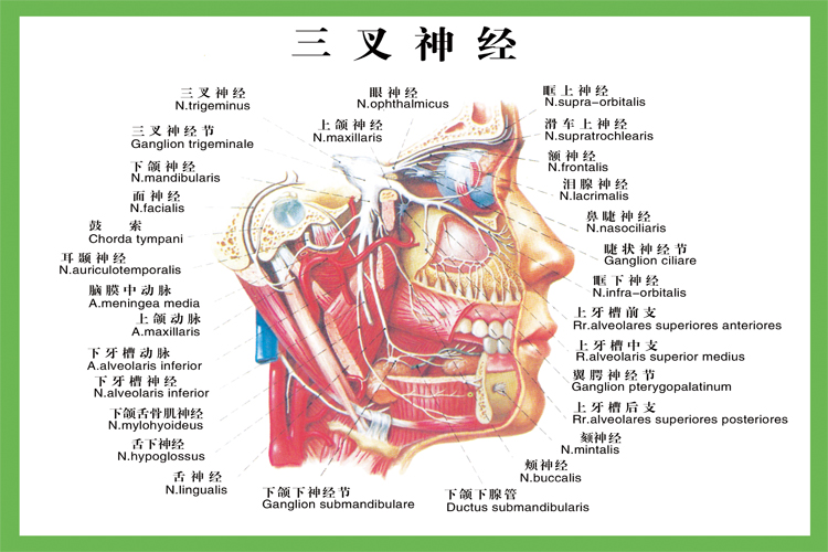 《三叉神经》医院大挂图人体经络穴位图中医养生保健海报