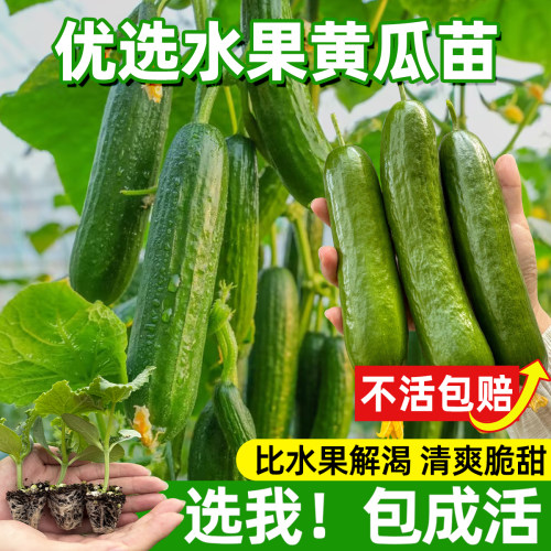 水果黄瓜苗秋冬季小黄瓜南方青瓜旱瓜苗秧四季阳台盆栽蔬菜种子籽