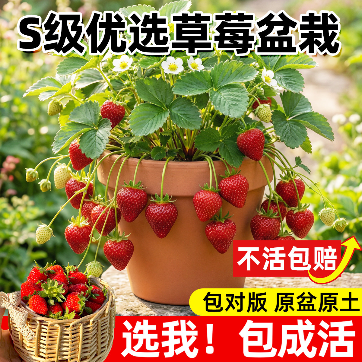 优质草莓苗秧盆栽带花带果四季结果特大号红颜章姬黑珍珠白雪阳台,鲜花速递/花卉仿真/绿植园艺,种苗/半成品盆栽,淘宝优惠券,粉丝福利购,淘宝优惠卷