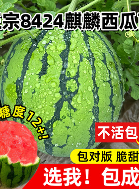 西瓜苗冰糖麒麟大西瓜苗秧8424美都2K家庭阳台盆栽水果四季蔬菜苗