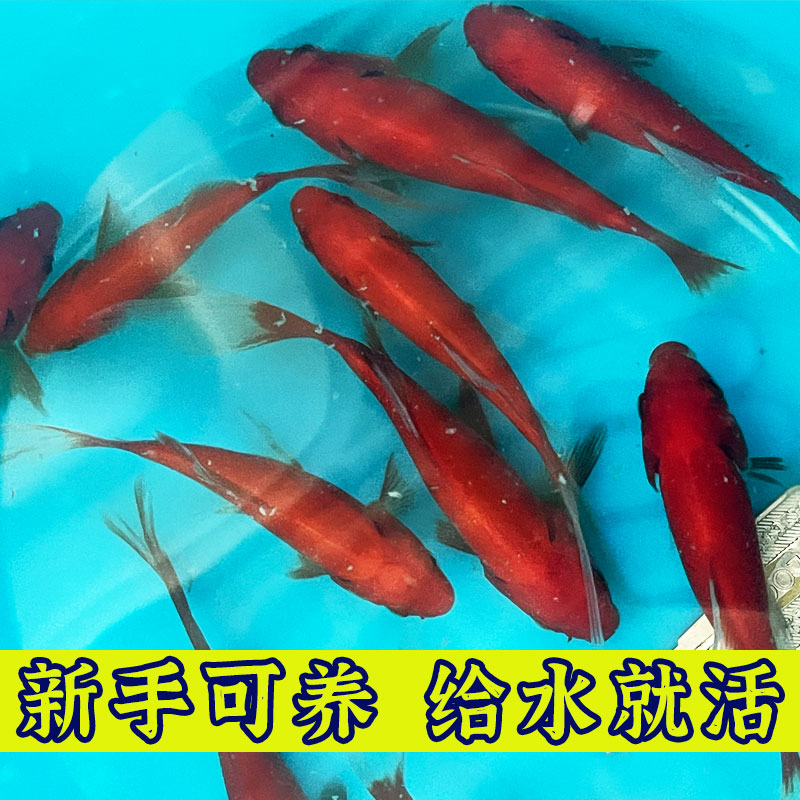 草金鱼长尾活鱼小型冷水观赏鱼好养耐活自来水小朋友养不死小金鱼