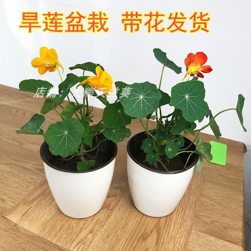 莲花旱素材模板 莲花旱图片下载 小麦优选