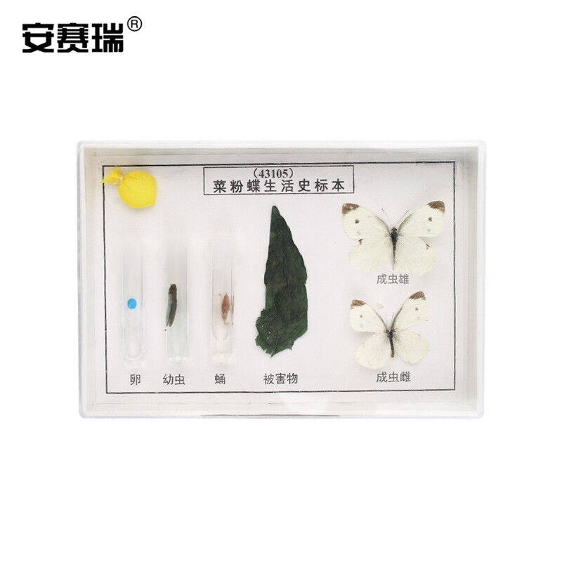 安赛瑞菜粉蝶生活史标本（6种菜粉蝶发育过程形态）科学地理科普